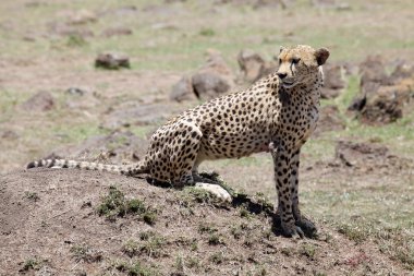 Çita (Acinonyx jubatus)