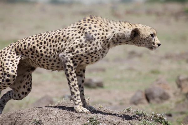 Cheetah (Acinonyx jubatus) — Stock Photo, Image