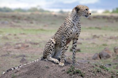 Cheetah (Acinonyx jubatus) clipart