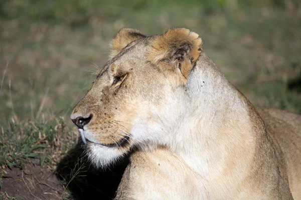 Leona africana (Panthera leo ) — Foto de Stock