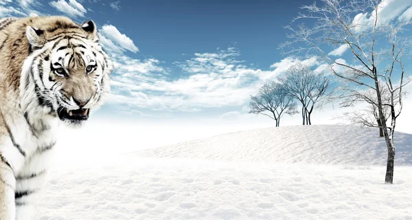 雪と虎 (パンテーラ チグリス) — ストック写真