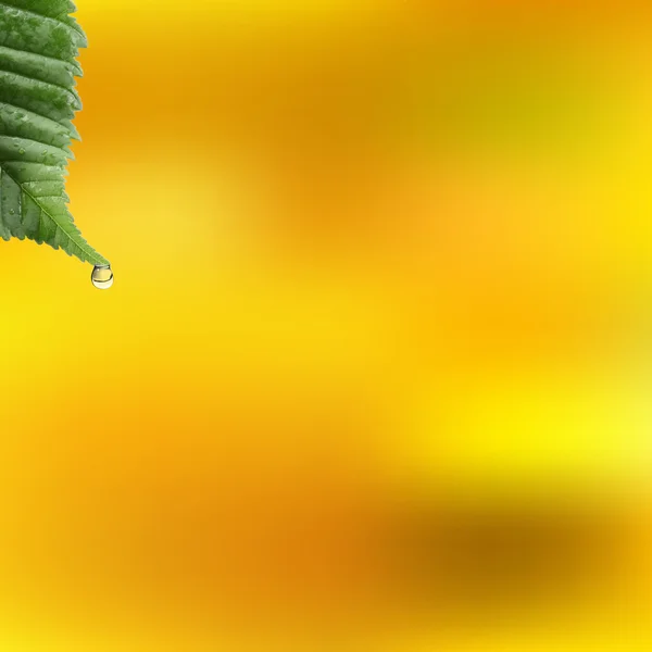잎과 작은 방울의 물 — 스톡 사진