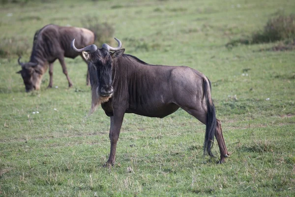 Wildebeest raza barbuda blanca occidental (Connochaetes taurinus mearnsi ) —  Fotos de Stock
