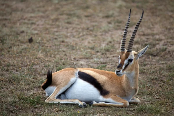 Thomsons Gazelle (gazella thomsonii)) — Stockfoto