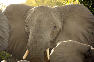 Afrika Fili (Loxodonta africana)