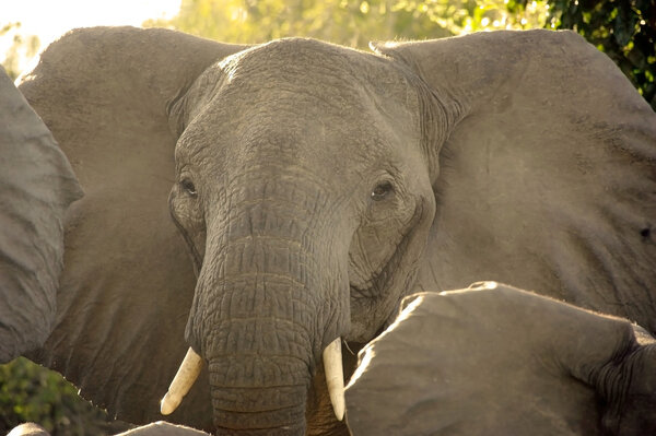 African elephant (Loxodonta africana). Animal in the wild