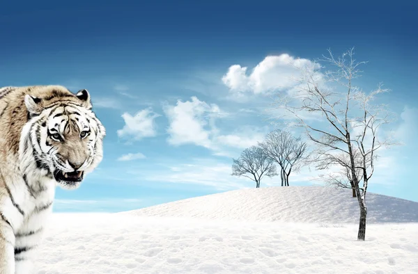 雪と虎 (パンテーラ チグリス) — ストック写真