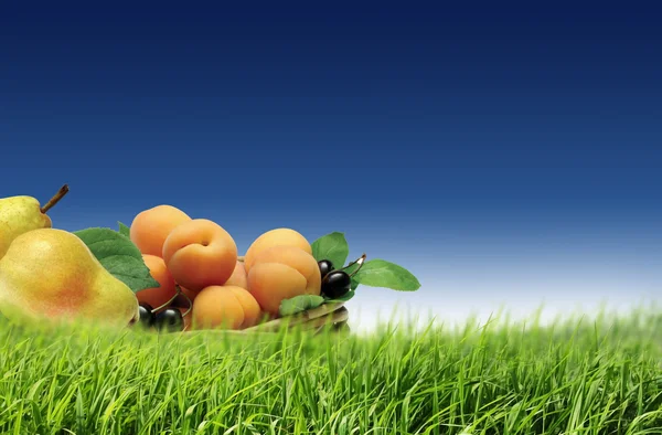 Aprikosen, Birnen und Kirschen — Stockfoto