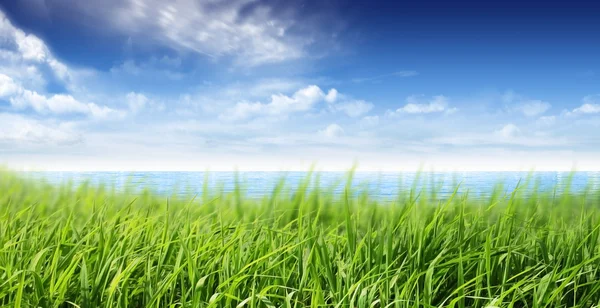 Havet och gräsmark — Stockfoto