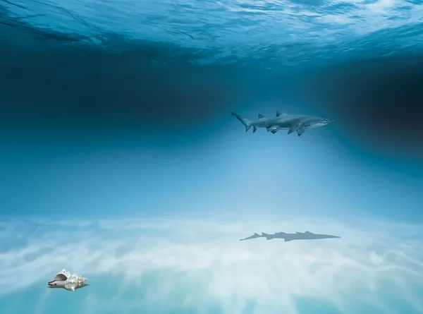 Haai in de oceaan — Stockfoto