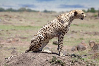 Çita (Acinonyx jubatus)