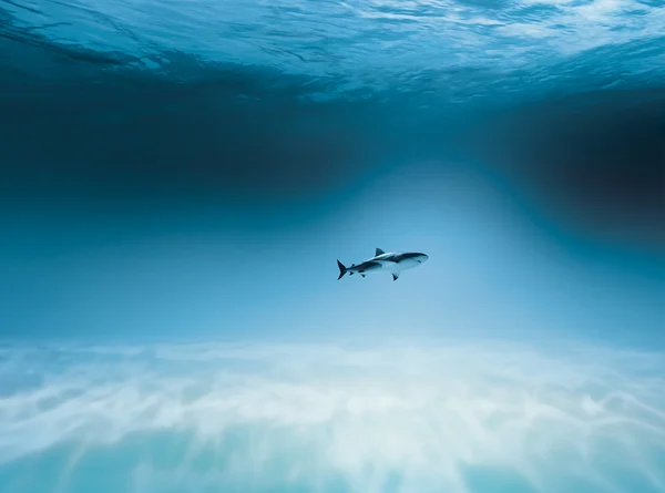 Shark is hunting — Stock Photo, Image