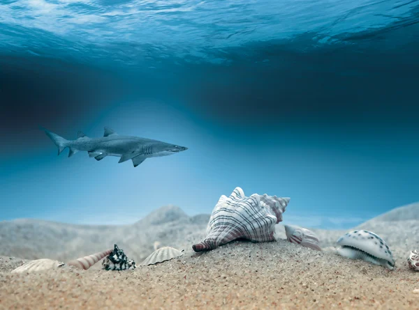 상어 사냥 — 스톡 사진