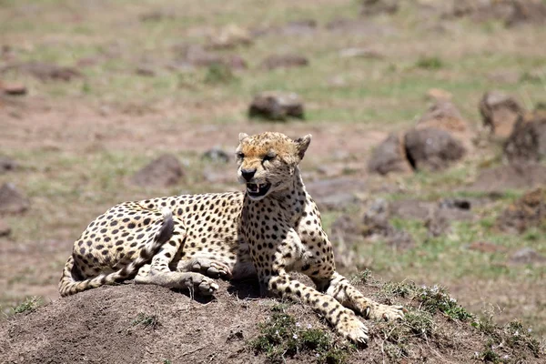 Ghepardo (Acinonyx jubatus ) — Foto Stock