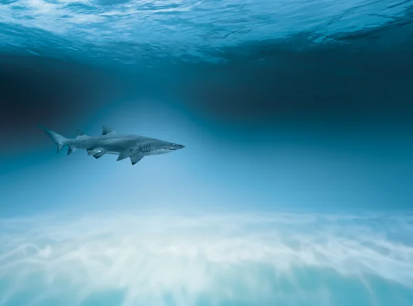 Tiburón está cazando — Foto de Stock