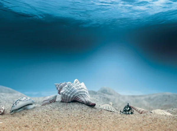 수중 생물 — 스톡 사진