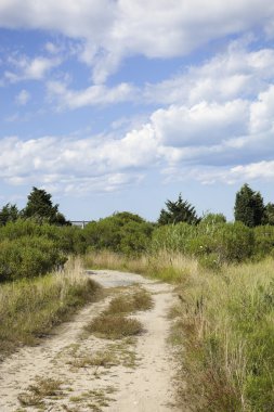 Cape cod: country dirt road clipart