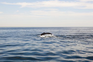 Cape cod: whale watch clipart