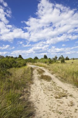 Cape cod: country dirt road clipart