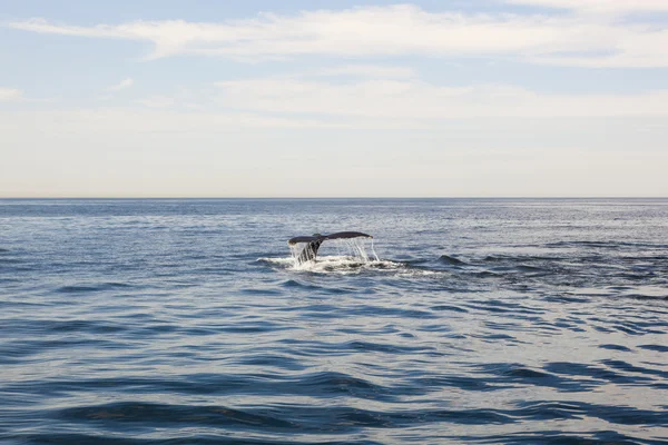 Bacalhau do Cabo: relógio de baleias Fotografia De Stock