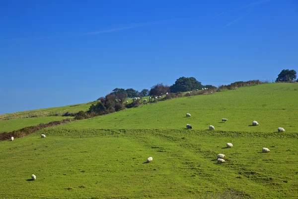 Sunny sheeps — Stock Photo, Image