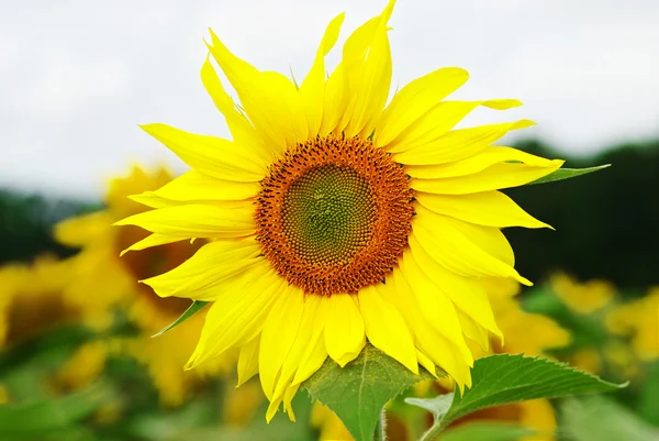 stock image Sunflower