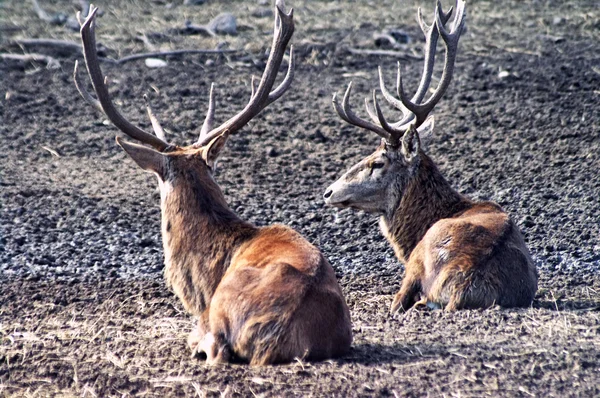 2 つの鹿 — ストック写真