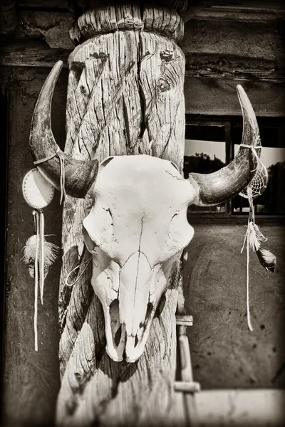 Αγελάδα κρανίο — Φωτογραφία Αρχείου