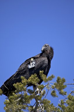 California akbaba