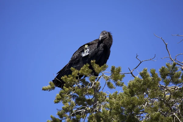 stock image California Condor