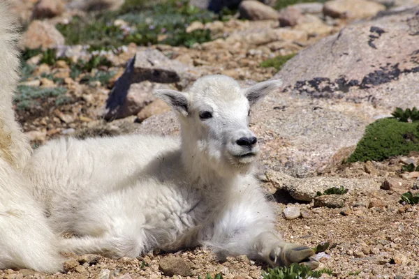 Детеныш горной козы — стоковое фото