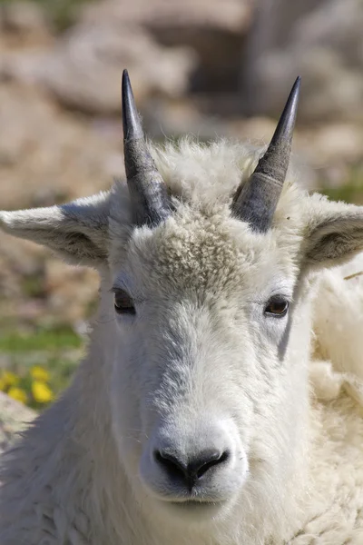 Mountain Goat Portrait — Stock Photo, Image