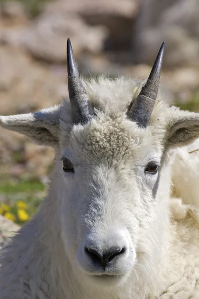 stock image Mountain Goat Portrait