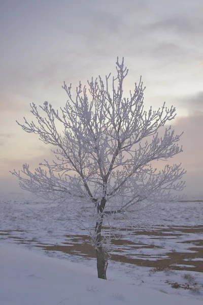 Albero coperto di gelo all'alba — Foto Stock