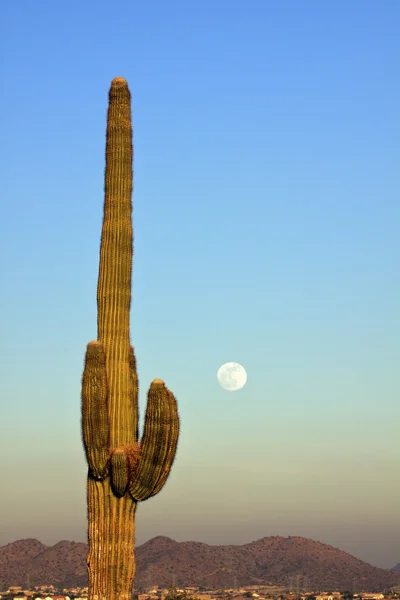 Saguaro e Luna Piena — Foto Stock