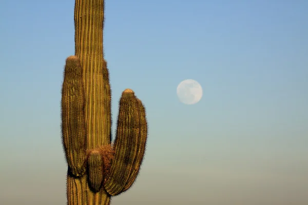 サグアロと満月 — ストック写真