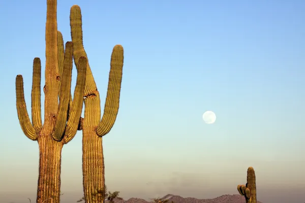 Saguaro y Luna Llena — Foto de Stock