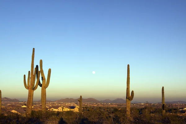 Saguaro och fullmåne — Stockfoto