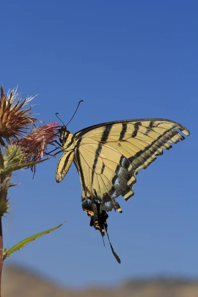 Kaplan swallowtail kelebek — Stok fotoğraf