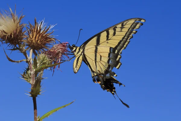 Tygrys swallowtail motyl — Zdjęcie stockowe