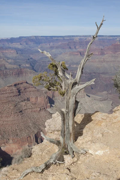 Grand Canyon Juniper — Stockfoto