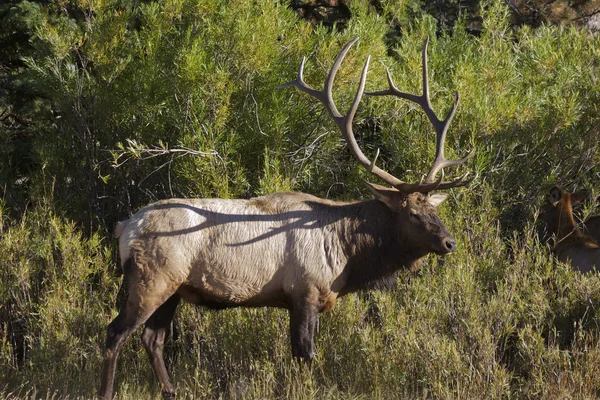 Pěkný býk elk — Stock fotografie
