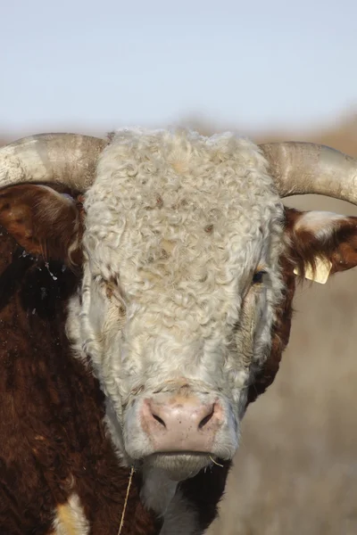 Омерзительный портрет быка — стоковое фото