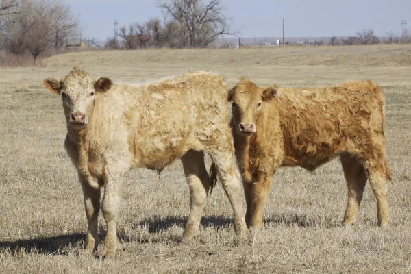 Корова и теленок на пастбище — стоковое фото
