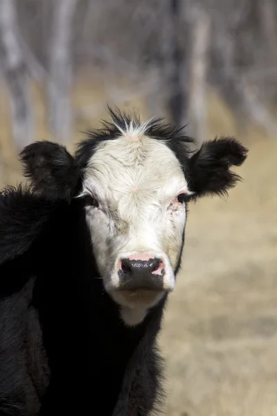 Mladá kráva portrét — Stock fotografie