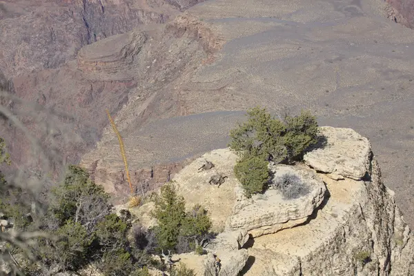 Öken bighorns på grand canyon — Stockfoto