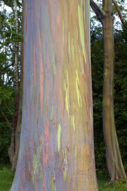 Gökkuşağı Okaliptüs ağacı