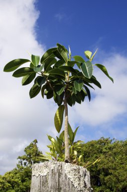 Tropical tree on Fencepost clipart