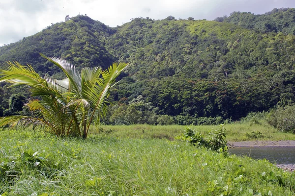 Maui-Küste im Regenwald — Stockfoto