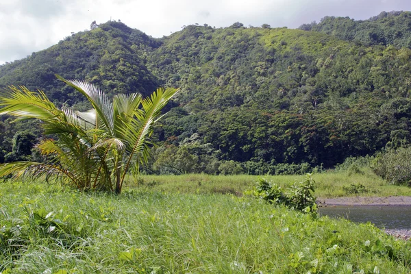 Rainforest maui kıyı